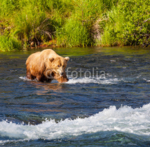 Naklejki Bear on Alaska