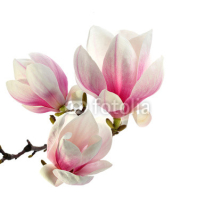 Obrazy i plakaty smell of magnolia
