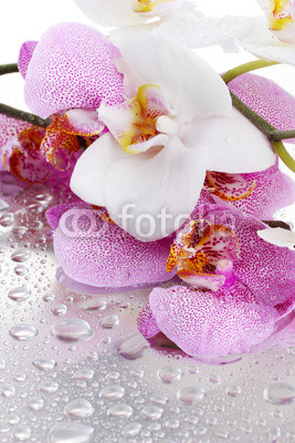 pink and white beautiful orchids with drops