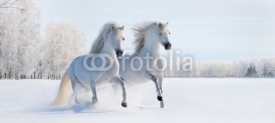 Fototapety Two galloping white ponies