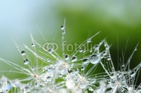 Obrazy i plakaty Dandelion seed with drops