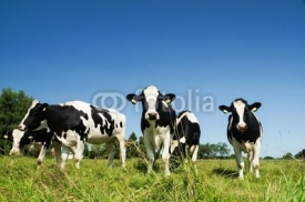 Fototapety Rinder auf der Weide