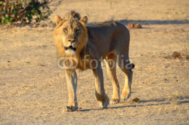 Naklejki Lion walking in the sun