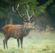 Fototapety Red deer stag