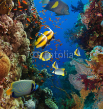 Naklejki Coral and fish
