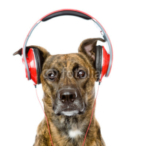 Naklejki dog listening to music on headphones. isolated on white 