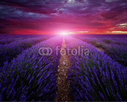 Naklejki Beautiful image of lavender field Summer sunset landscape