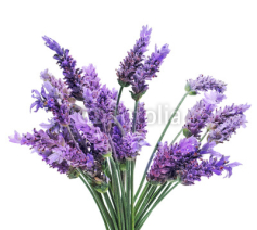 Naklejki lavender