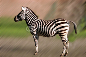 Naklejki Ein Zebra