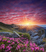 Naklejki Dawn with flowers in the mountains