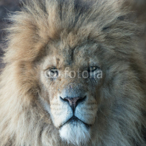Naklejki Male lion portrait