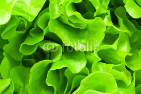 Fototapety Lettuce