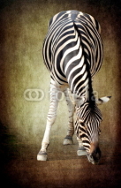 Obrazy i plakaty Zebra