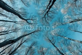 Fototapety treetops and trunks