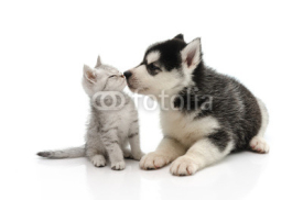 Naklejki Cute puppy kissing kitten