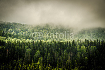 thick morning fog in the summer forest