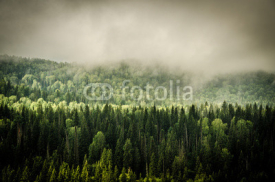 Fototapety thick morning fog in the summer forest