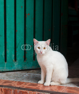 white cat sitting on doorstep at the entrance to the house