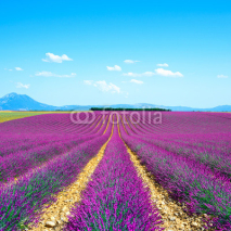 Naklejki Lavender flower blooming fields endless rows. Valensole provence