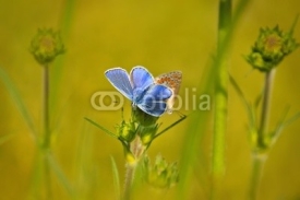 Naklejki Common Blue (Polyommatus icarus) butterflies sitting on flower
