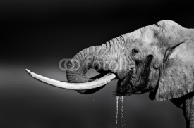 Naklejki Elephant bull drinking water