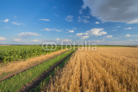 Naklejki Summer Landscape with Wheat Field