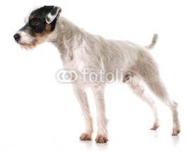 Fototapety jack russel terrier