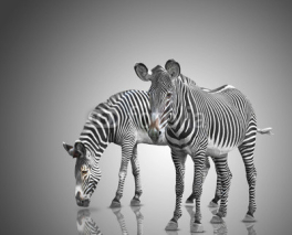 Fototapety two zebras