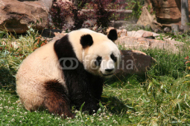 Naklejki Panda in Zoo de Beauval
