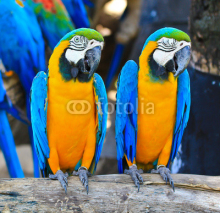 Naklejki Colorful macaw