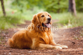 Naklejki Portrait of a  dog