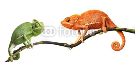 Fototapety chameleon - Chamaeleo calyptratus on a branch