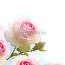 Naklejki pink rose over blue white background