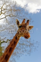 Fototapety Giraffe