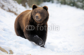 Naklejki Bear in winter