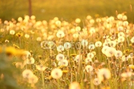 Naklejki pusteblumen im sonnenlicht IV