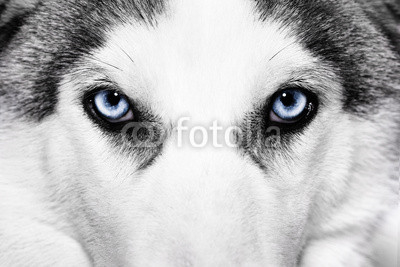 close-up shot of husky dog