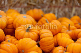 Fototapety pumpkin patch