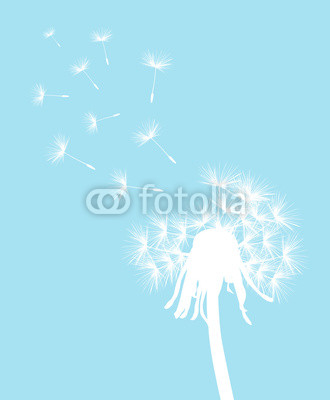 white dandelion on light blue background