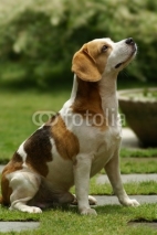 Naklejki Beagle