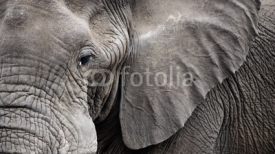 Closeup Elephant face