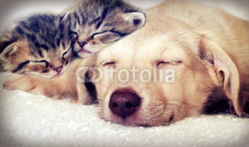 Obrazy i plakaty puppy and kittens sleeping