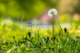 Fototapety white dandelion on green grass blur background