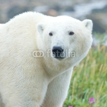 Naklejki Closeup portrait of a curious Polar Bear