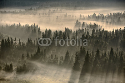 forest filled with fog