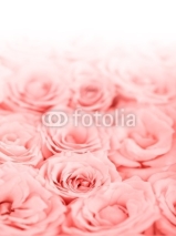 Naklejki Fresh pink roses border