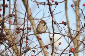 Fototapety Eurasian Tree Sparrow on a branch of wild rose - winter