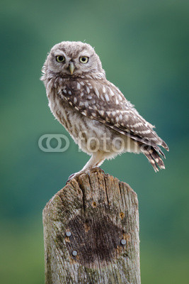 UK Wild Little Owl