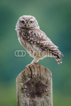 Naklejki UK Wild Little Owl