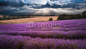 Obrazy i plakaty Beautiful lavender field landscape with dramatic sky